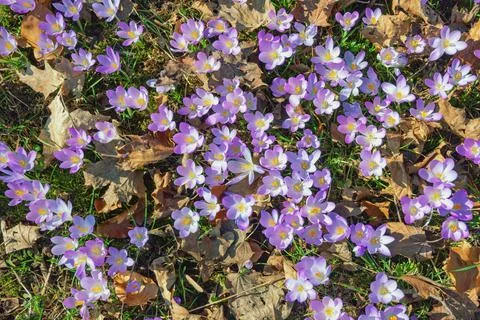 Wildflowers. Flowers of crocus ( Crocus Vernus ) among autumn leaves Stock Photos