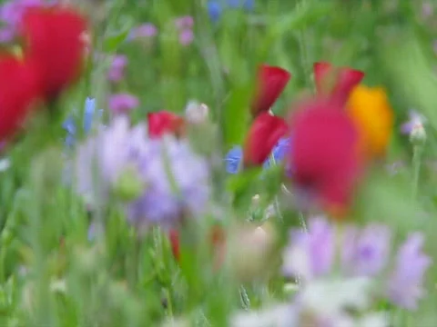 Wildflowers Video stock 707071