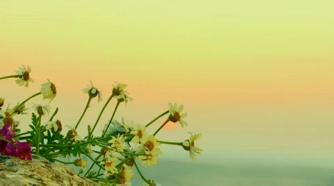 Wildflowers Video stock 820224