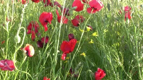 Wildflowers Stock Footage 10700396