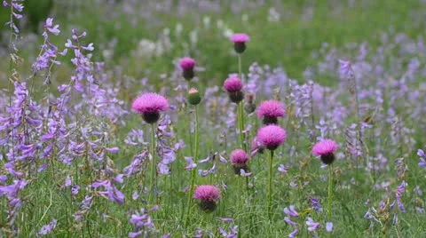 Wildflowers Stock Footage 11132791