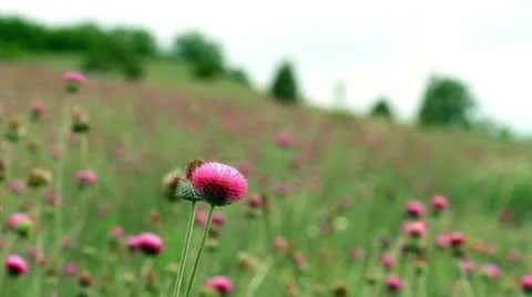 Wildflowers Vídeos de archivo 11226554
