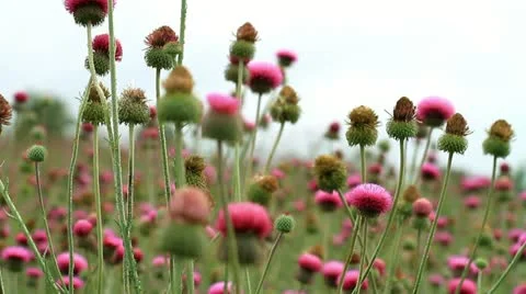 Wildflowers Stock Footage 11226558