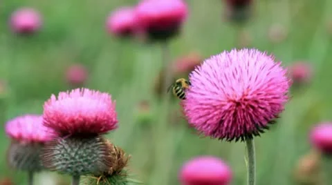 Wildflowers Stock Footage 11226568