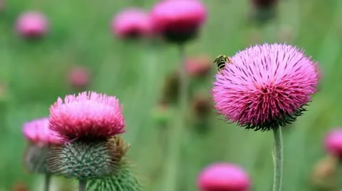 Wildflowers 動画素材 11226569