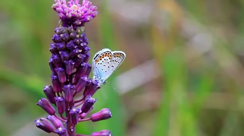 Wildflowers Видео 11226577