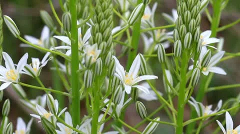 Wildflowers Video stock 11226585