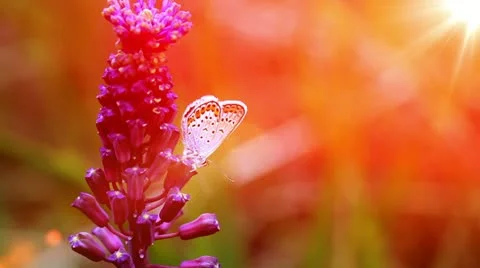 Wildflowers 스톡 동영상 11240744