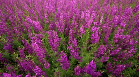 Wildflowers Stock Footage 11242409