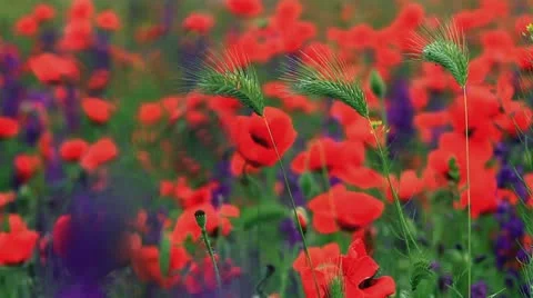 Wildflowers 動画素材 11242423