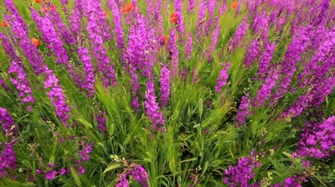 Wildflowers Stock Footage 11242449