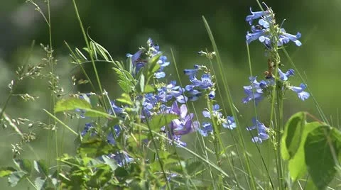 Wildflowers Stock Footage 12761277