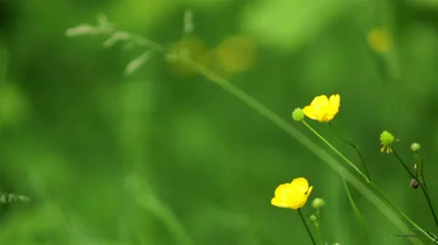 Wildflowers Stock Footage 25416288