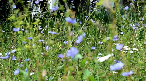 Wildflowers Stock Footage 29519241