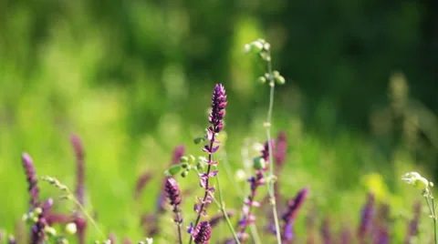 Wildflowers Stock Footage 35736942