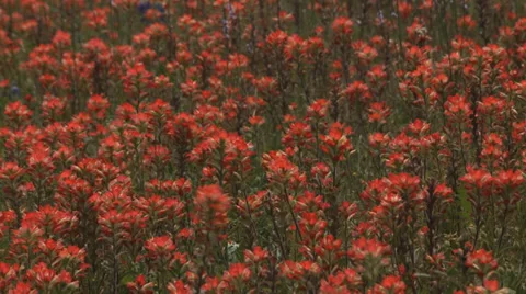 Wildflowers Video stock 37112215