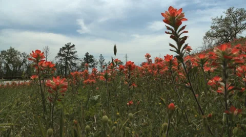 Wildflowers Stock Footage 37112217