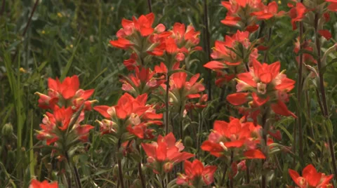 Wildflowers Stock Footage 37112225
