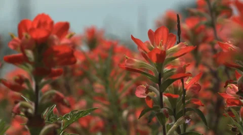 Wildflowers Stock Footage 37112240