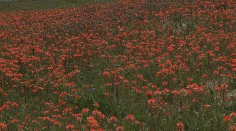Wildflowers Stock Footage 37112245