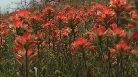 Wildflowers Stock Footage 37112254