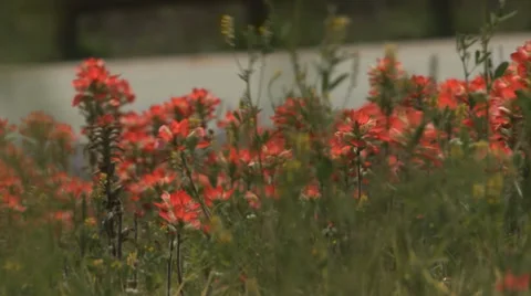 Wildflowers Stock Footage 37112267