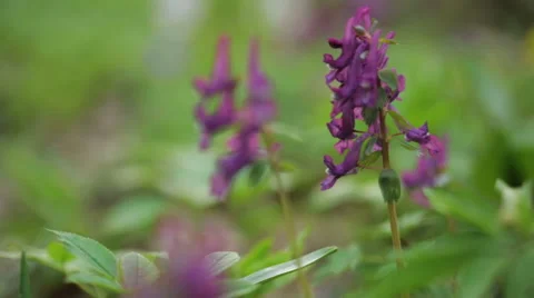 Wildflowers Stock Footage 49096325