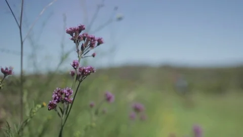 Wildflowers Stock Footage 73917653