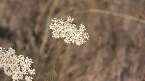 Wildflowers Stock Footage 79293622