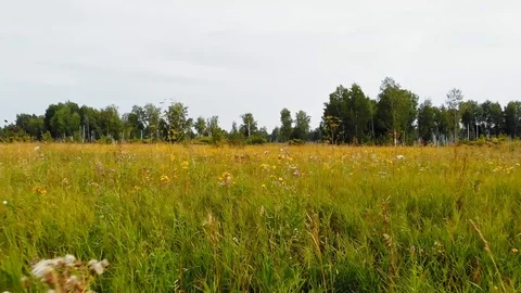 Wildflowers Video stock 115757454