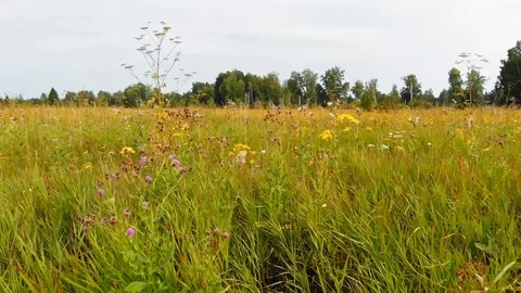 Wildflowers Stock Footage 115757490