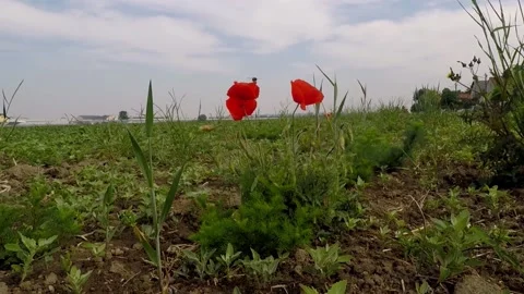 Wildflowers. 動画素材 130494439