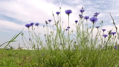 Wildflowers Stock Footage 130494450