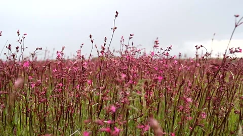 Wildflowers. Stock Footage 130885263