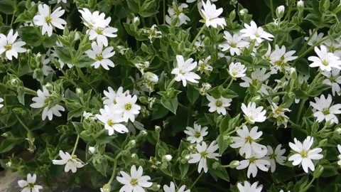 Wildflowers Stock Footage 134333560