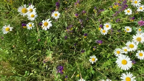 Wildflowers Vídeos de archivo 135400131