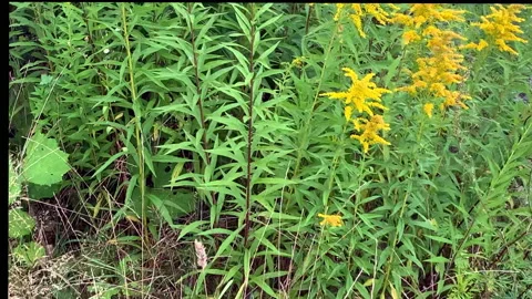 Wildflowers Stock Footage 137812507