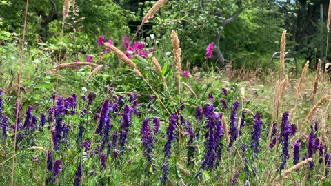 Wildflowers Stock Footage 146993078