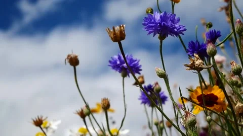 Wildflowers Vidéo 162909068
