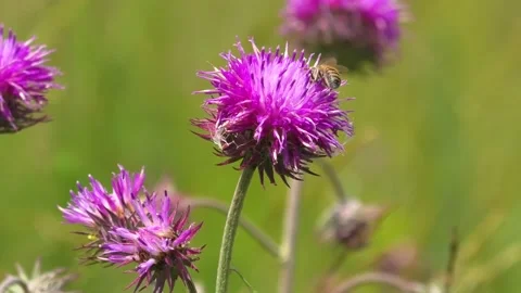 Wildflowers Stock Footage 170479736