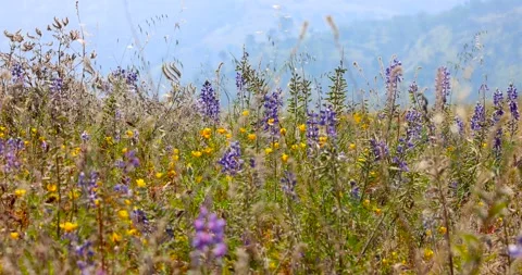 WILDFLOWERS Stock Footage 183494442