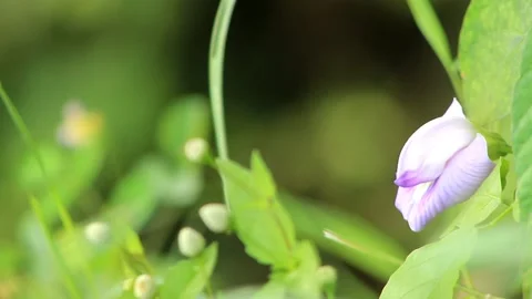 Wildflowers Stock Footage 196677172