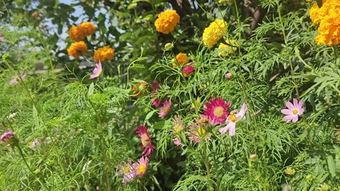 Wildflowers Video stock 248434781