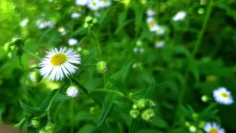 Wildflowers. Stock Footage 269075684