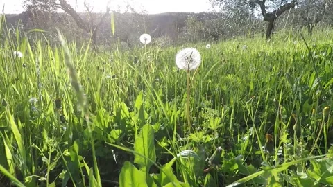 Wildflowers Stock-Footage 273207325