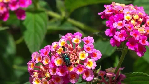 Wildflowers Stock Footage 282845008