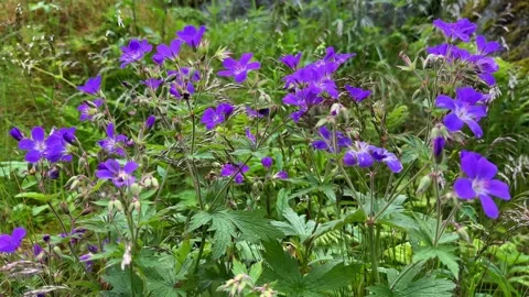 Wildflowers Stock Footage 337364609