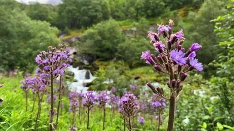 Wildflowers in the foreground and a waterfall Video stock 337364613