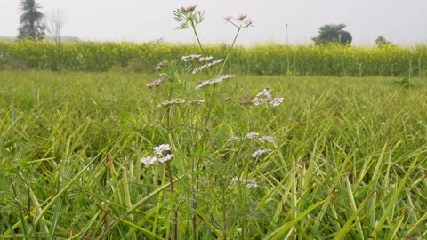 Wildflowers Foreground 스톡 동영상 333414891
