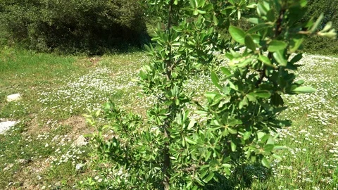Wildflowers in forest Stock Footage 112160194